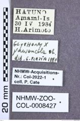 Etikette zu Glyphonyx yuwancola yuwancola (Ôhira, 1971) (NHMW-ZOO-COL-0008427)